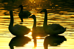 Golden Time