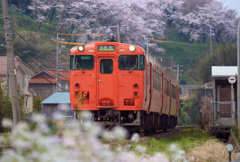 泊小学校の桜とタラコ列車