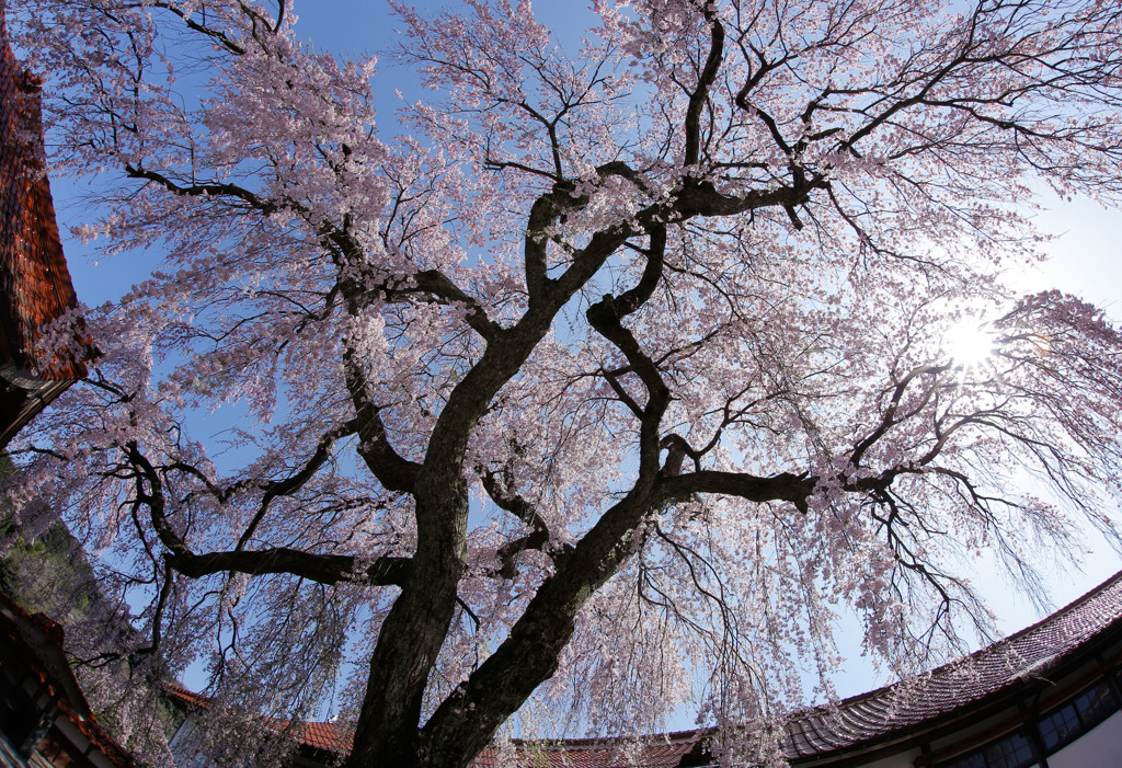 極楽寺のしだれ桜