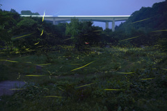 せせらぎ公園の夜