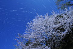 月夜の桜と北斗七星