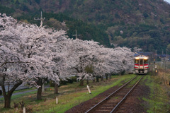 大岩駅の桜と特急はまかぜ