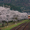 大岩駅の桜と特急はまかぜ