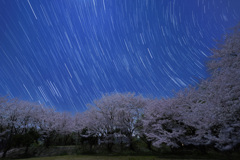 月夜の桜と沈む冬の星座