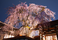 極楽寺の枝垂桜