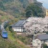 大宝寺の桜とスーパーはくと