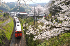 佐美の桜とタラコ列車