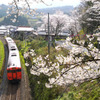 佐美の桜とタラコ列車