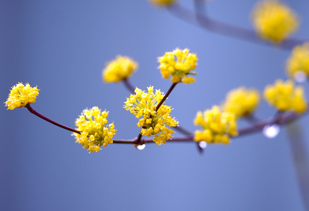 サンシュユの花
