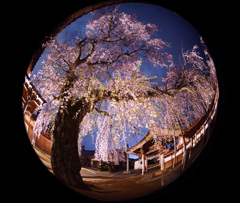 極楽寺の枝垂れ桜