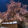 極楽寺の枝垂れ桜