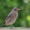 イソヒヨドリ幼鳥