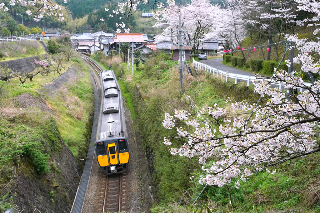 佐美の桜とスーパーまつかぜ