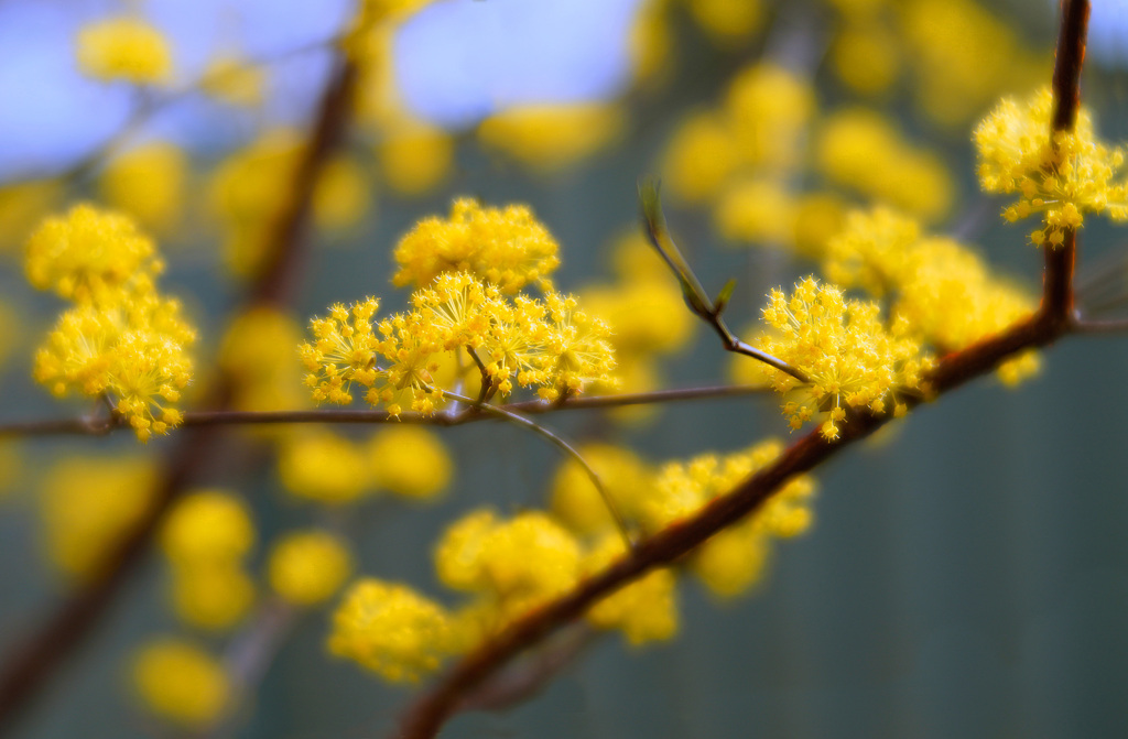 サンシュユの花