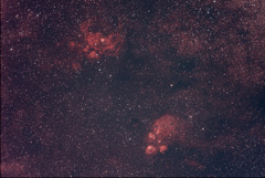 出目金・彼岸花星雲