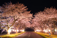 豊房の夜桜