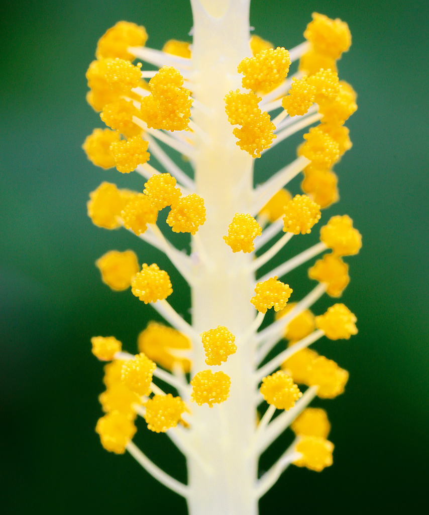 ハイビスカスの花蘂