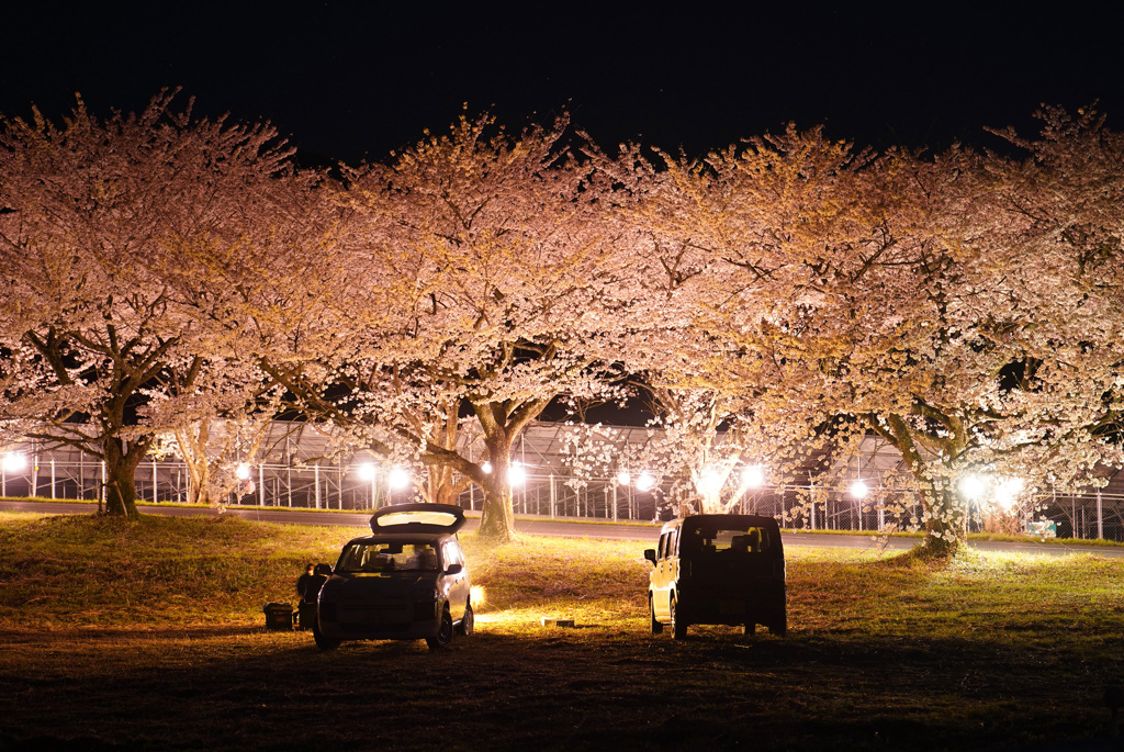 豊房の夜桜