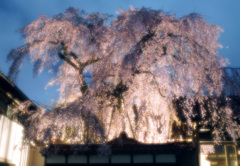 極楽寺の枝垂れ桜