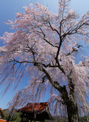 極楽寺のしだれ桜