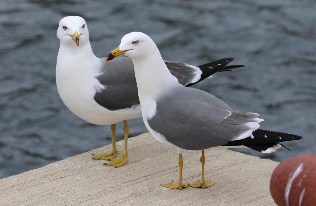日御碕のウミネコ