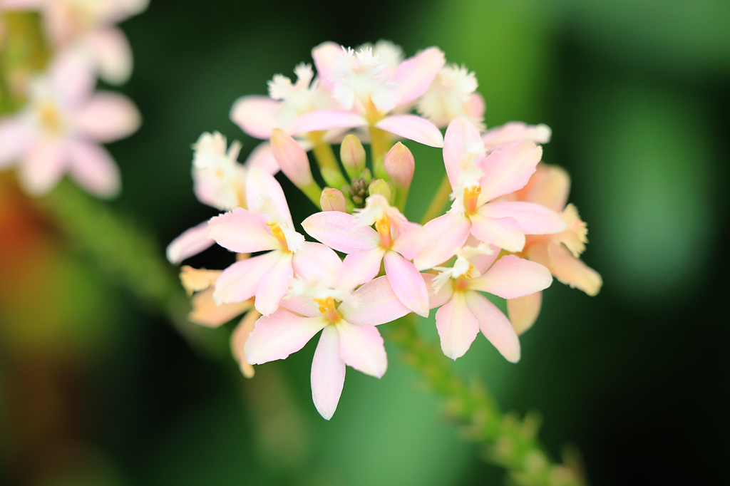 Tamron70-200＋EF25マクロ撮影