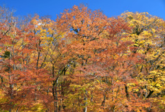 錦秋の大山