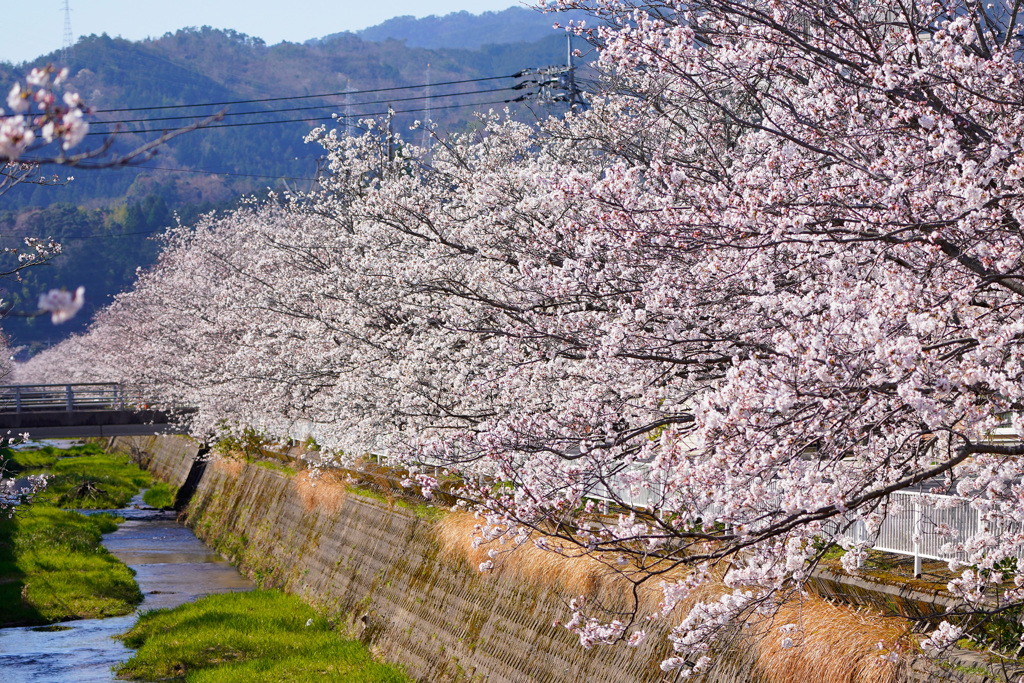 会下谷川の桜