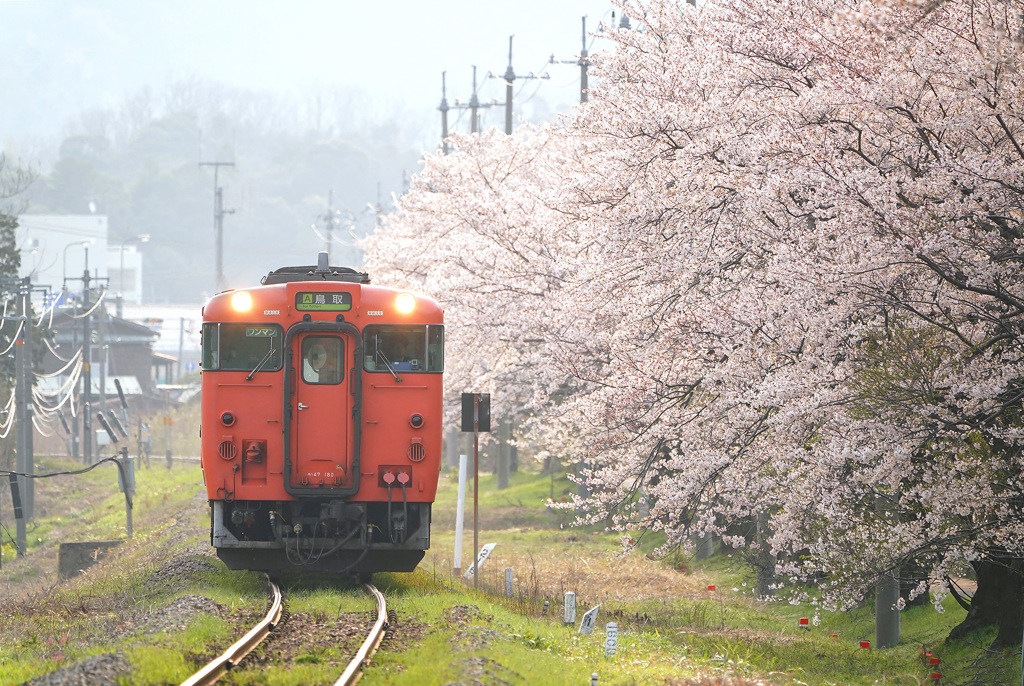 大岩駅の桜とタラコ列車