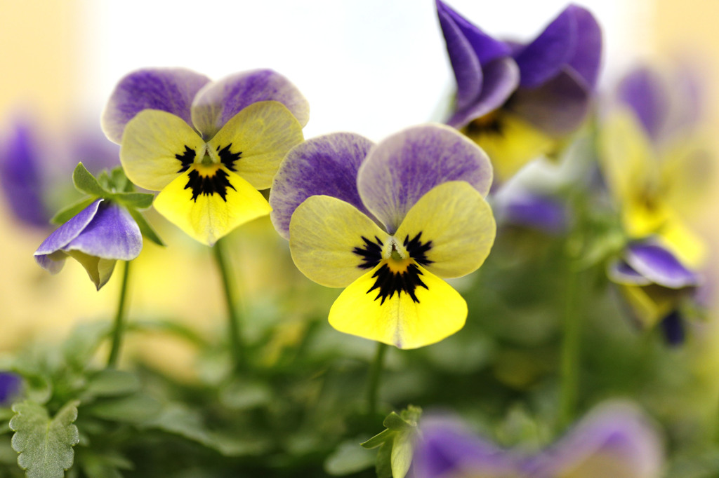 とっとり花回廊