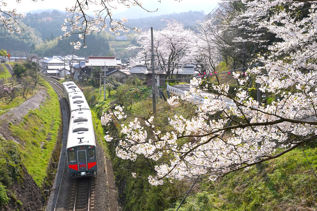 佐美の桜と普通列車
