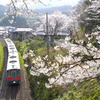 佐美の桜と普通列車