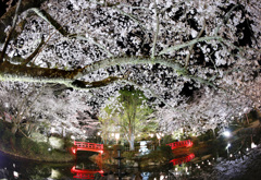 打吹公園の夜桜