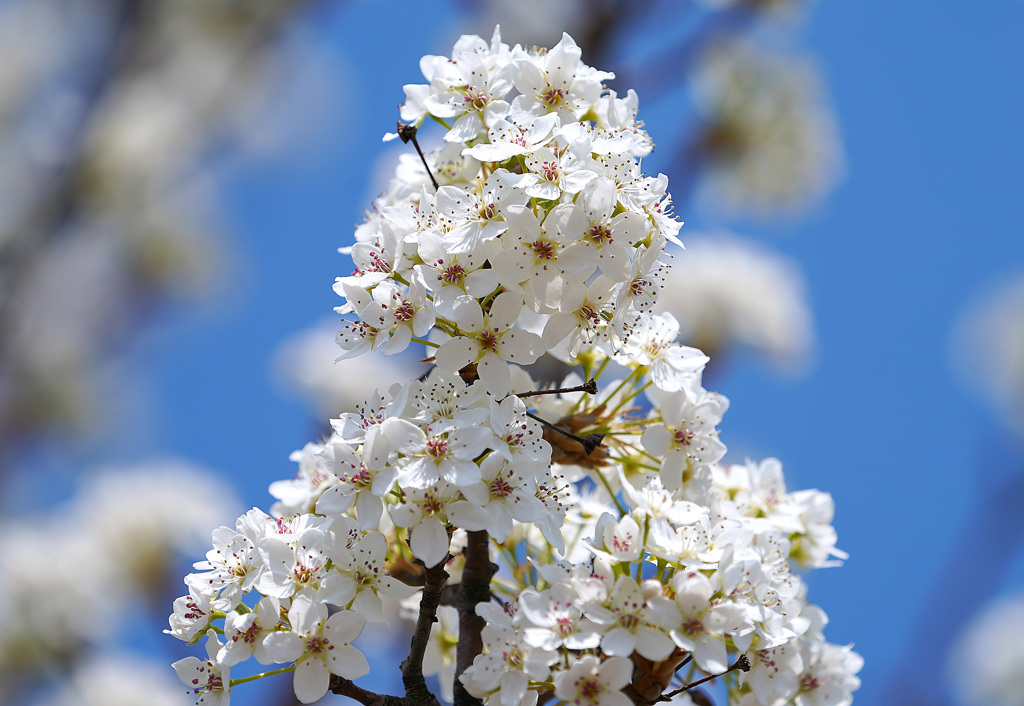 豆梨の花