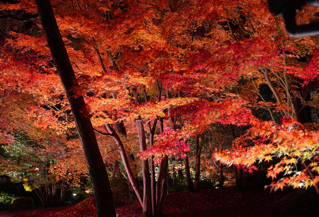 由志園紅葉