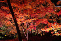 由志園紅葉