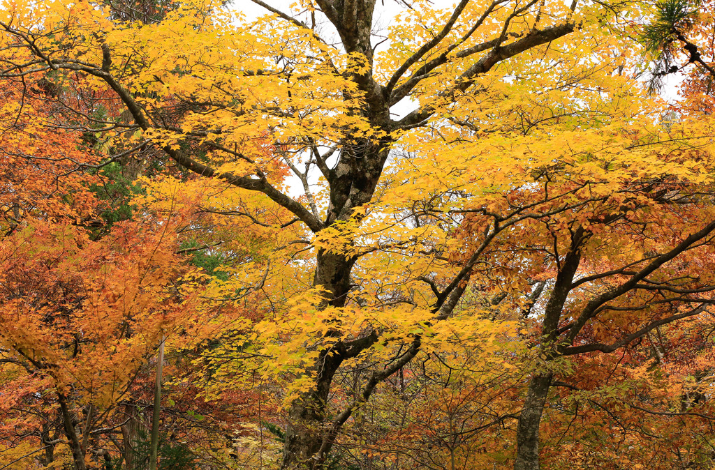 晩秋の大山寺