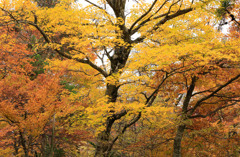 晩秋の大山寺