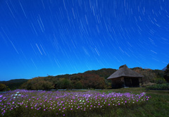 御机のコスモスと沈む夏の大三角