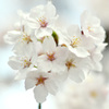 桜花