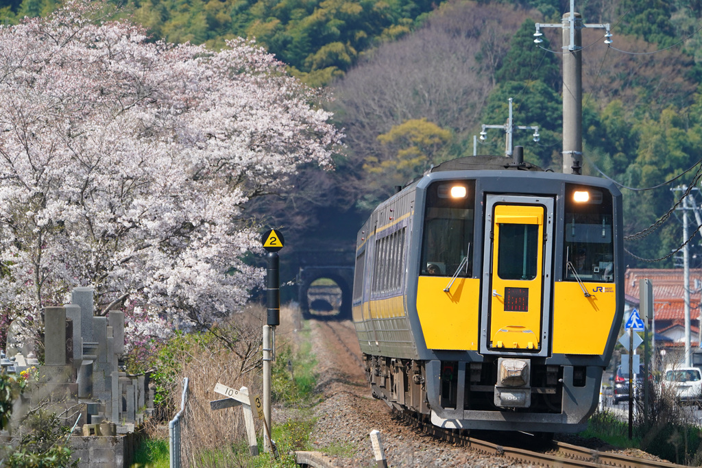 大伝寺の桜とスーパーまつかぜ