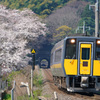 大伝寺の桜とスーパーまつかぜ