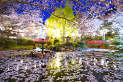 打吹公園の夜桜