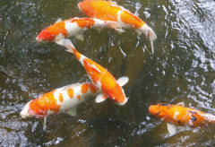 大宮池の鯉
