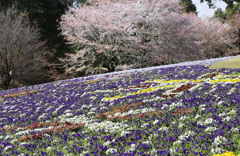 春の花の丘