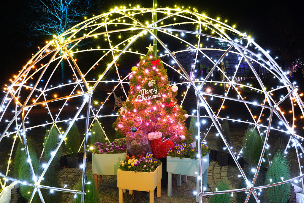 ひと足早いクリスマス