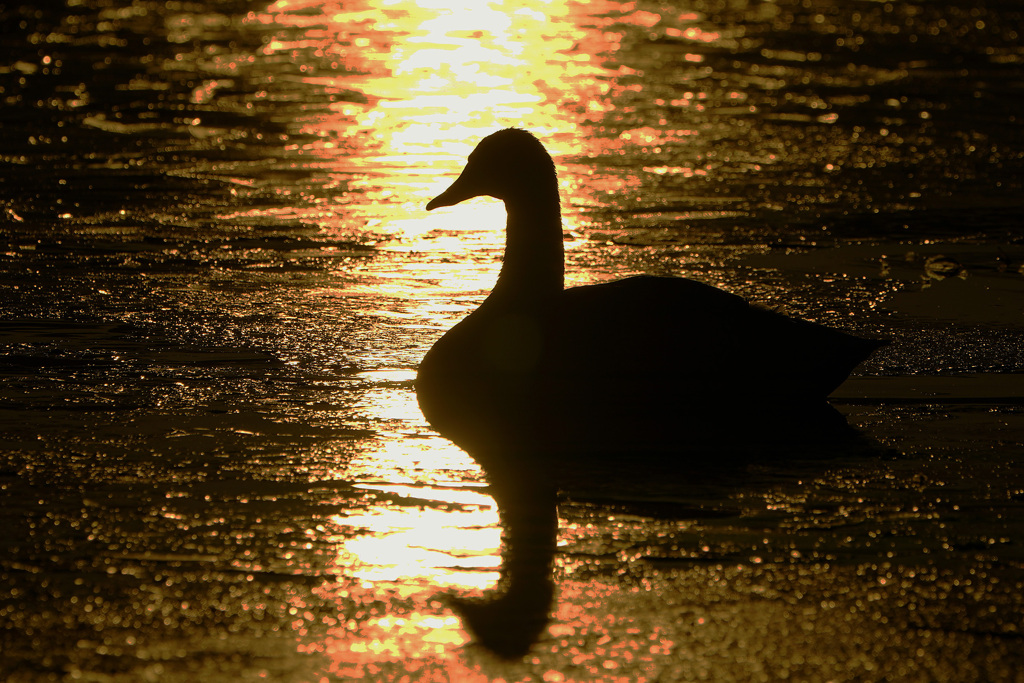 Golden Time