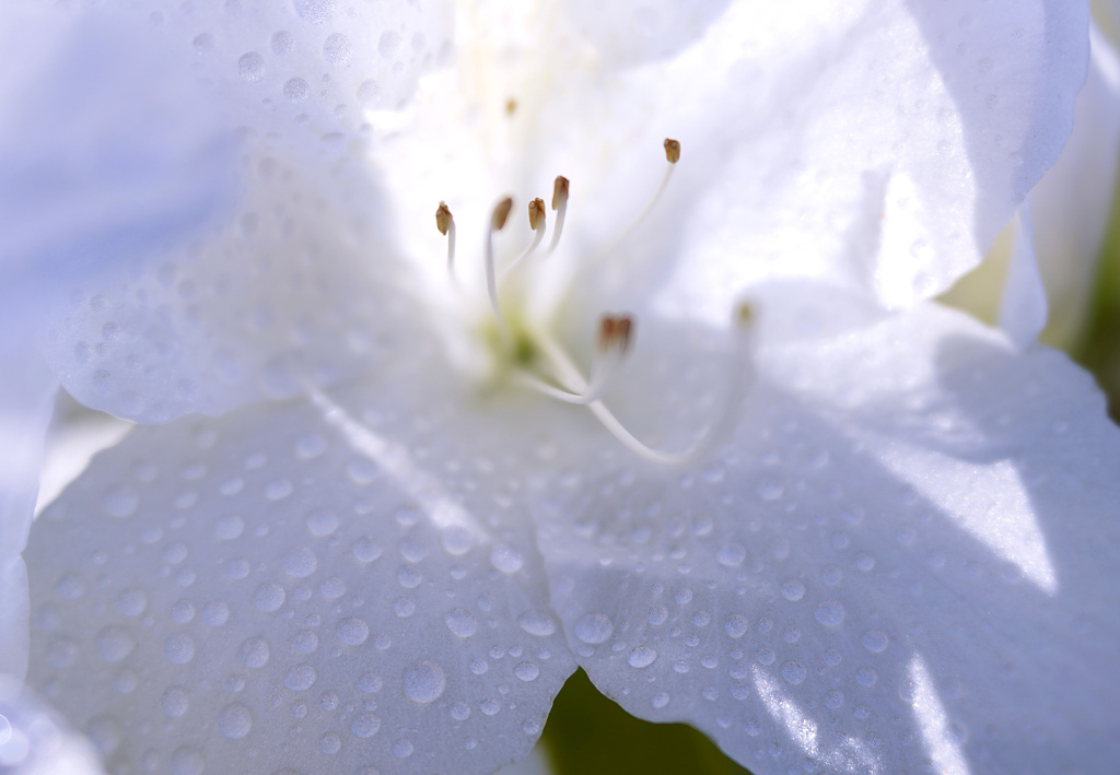 雨上がり