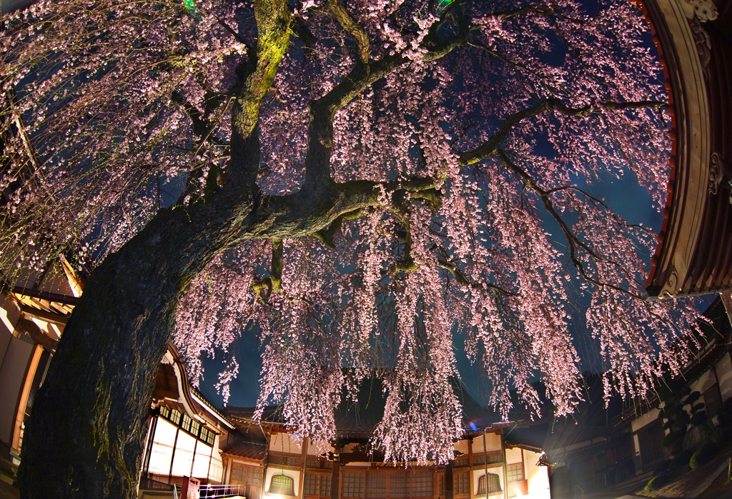 極楽寺のしだれ桜