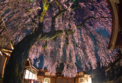 極楽寺のしだれ桜